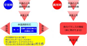 熱中症と汗(汗をかくことの重要性)